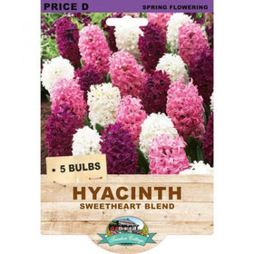 Hyacinth bulb package with colorful flowers and branding on a white background