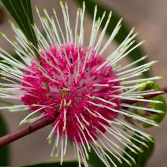 HAKEA STOCKDALE SENSATION