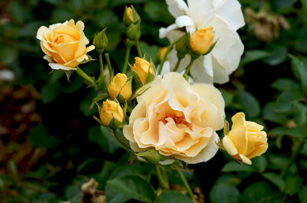 Yellow and white flowers with green leaves on a blurred natural background