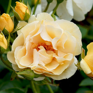 Yellow and white flowers with green leaves on a blurred leaf background