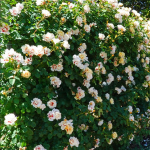 hedge of pink and yellow roses with green leaves in the background