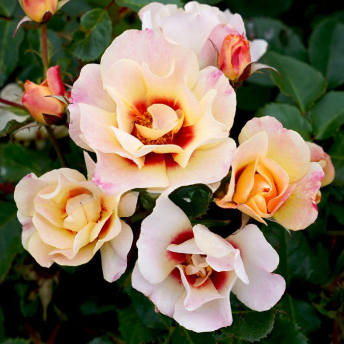 Close-up of pink and yellow roses with green leaves in the background