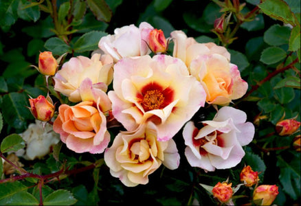 Close-up of pink and yellow roses with green leaves in the background