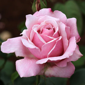 Roses - Category