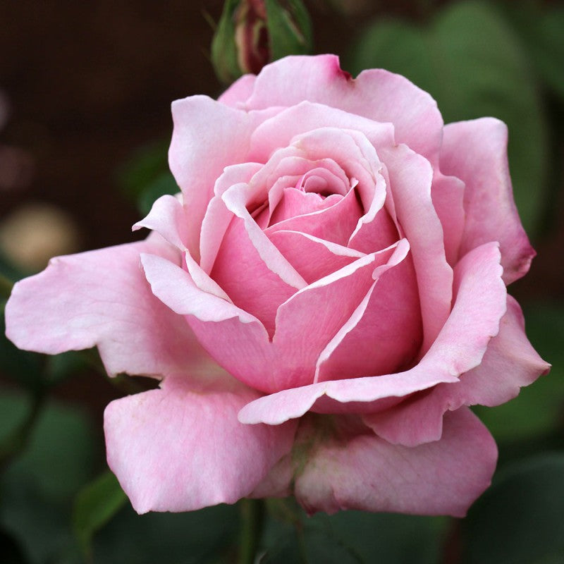 HEAVEN SCENT - 90cm Potted Std Rose