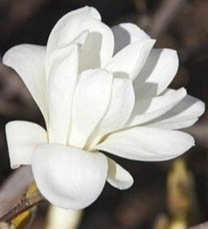 MAGNOLIA PRISTINE 200MM