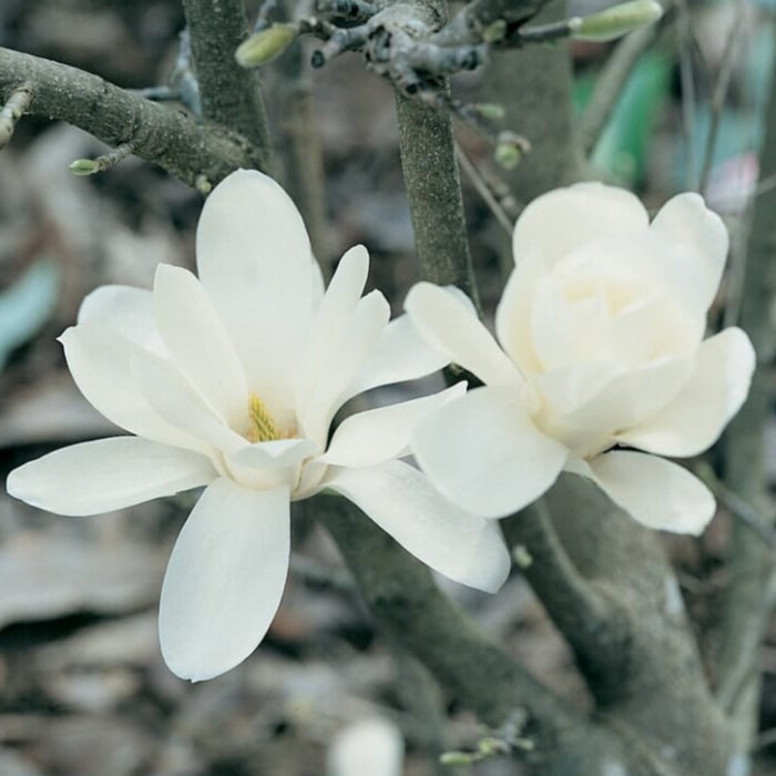 MAGNOLIA PRISTINE 200MM