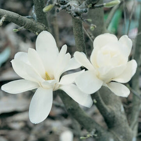 Ornamental Trees