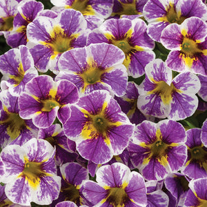 SUPER BELLS ASSORTED COLOURS 140MM