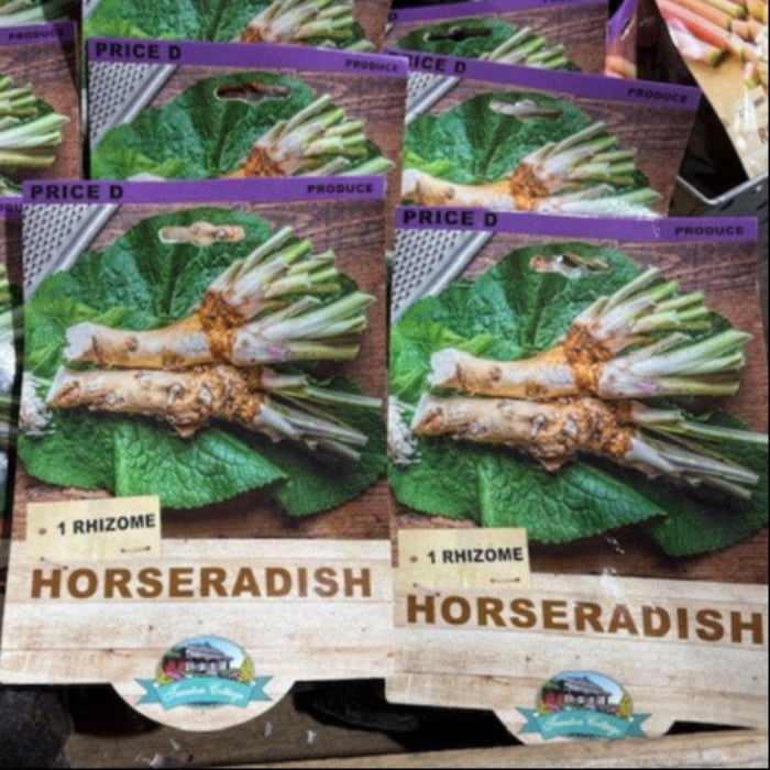 Horseradish Rhizome Hobart