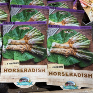Horseradish Rhizome Hobart