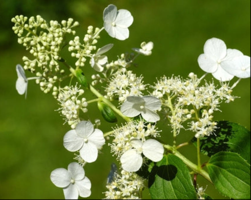 White flowers with green leaves on a blurred green background