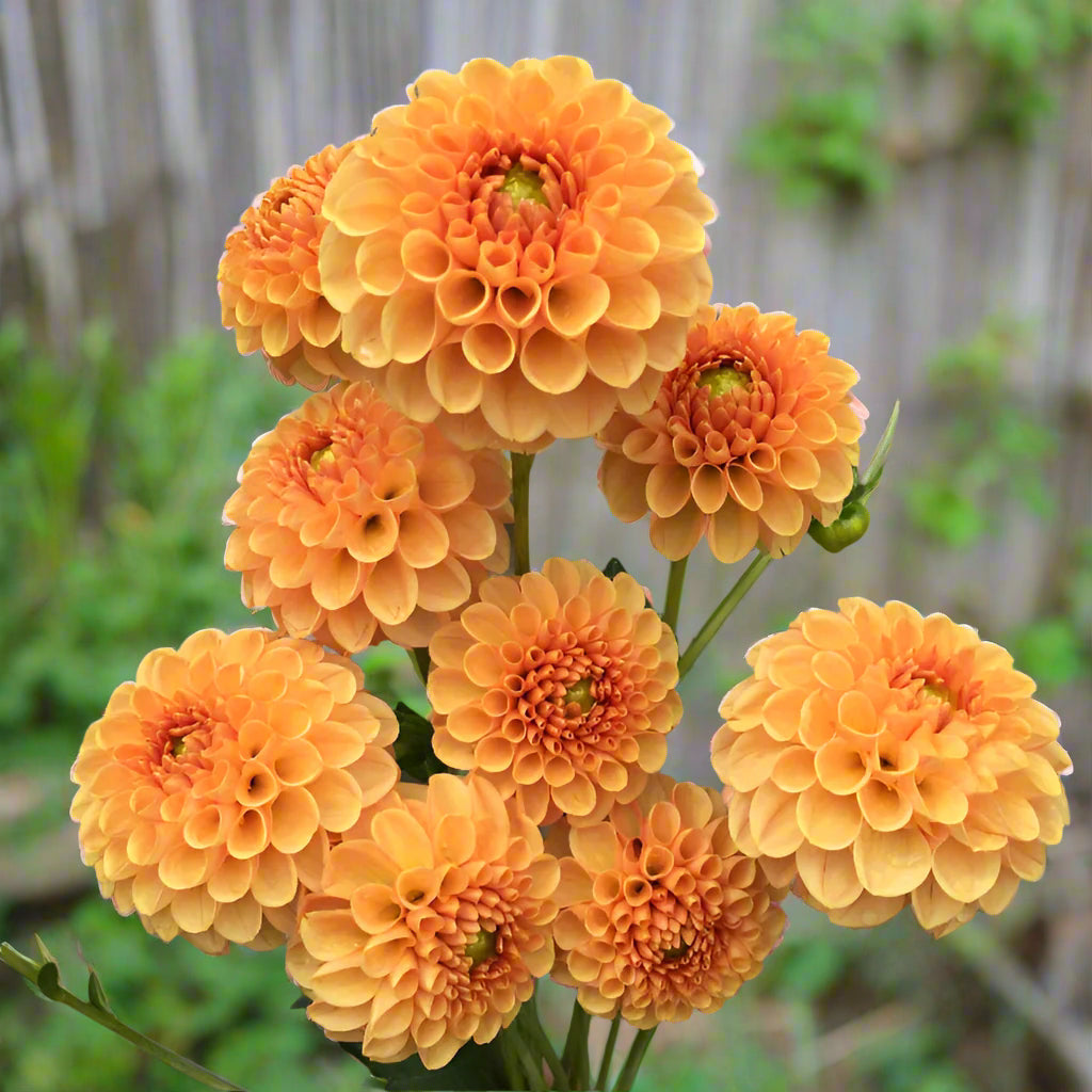 Bouquet of orange dahlia honeycomb flowers on a background