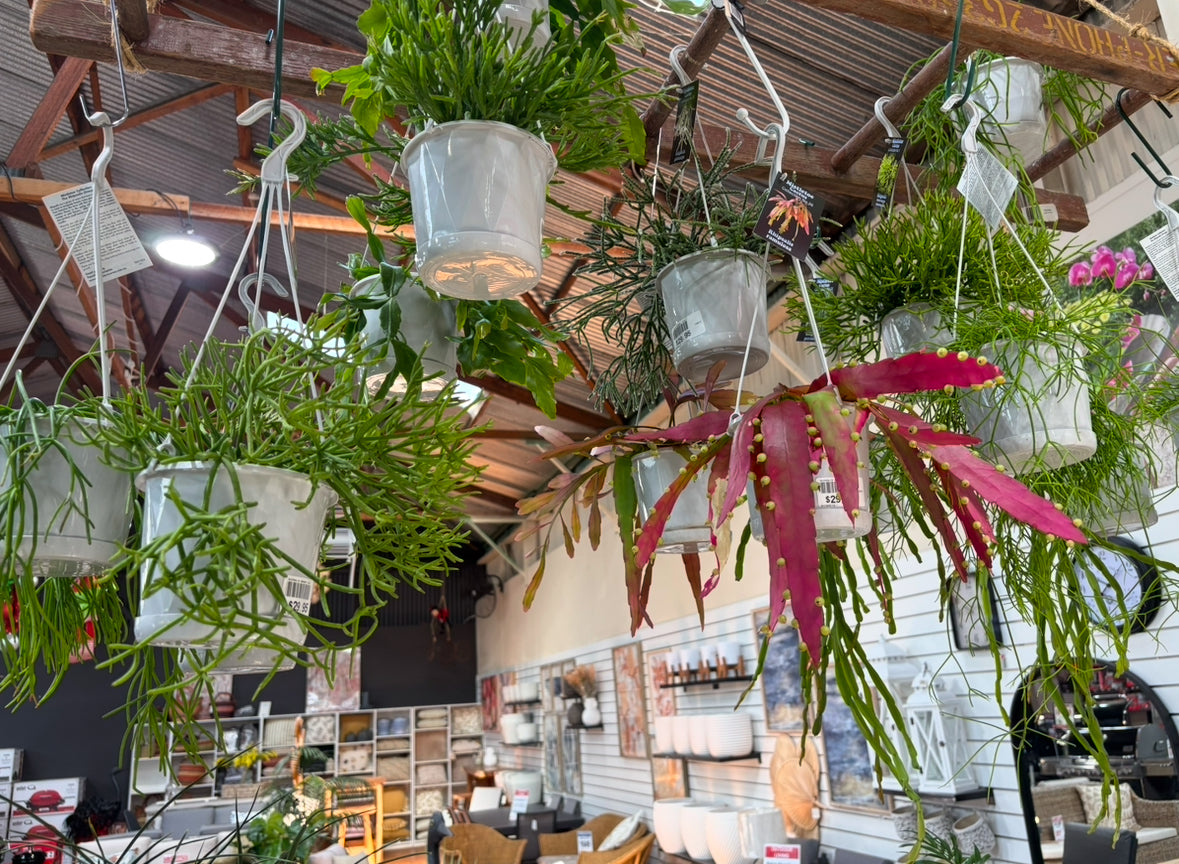 RHIPSALIS BASKET 13CM