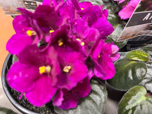 AFRICAN VIOLET 105MM