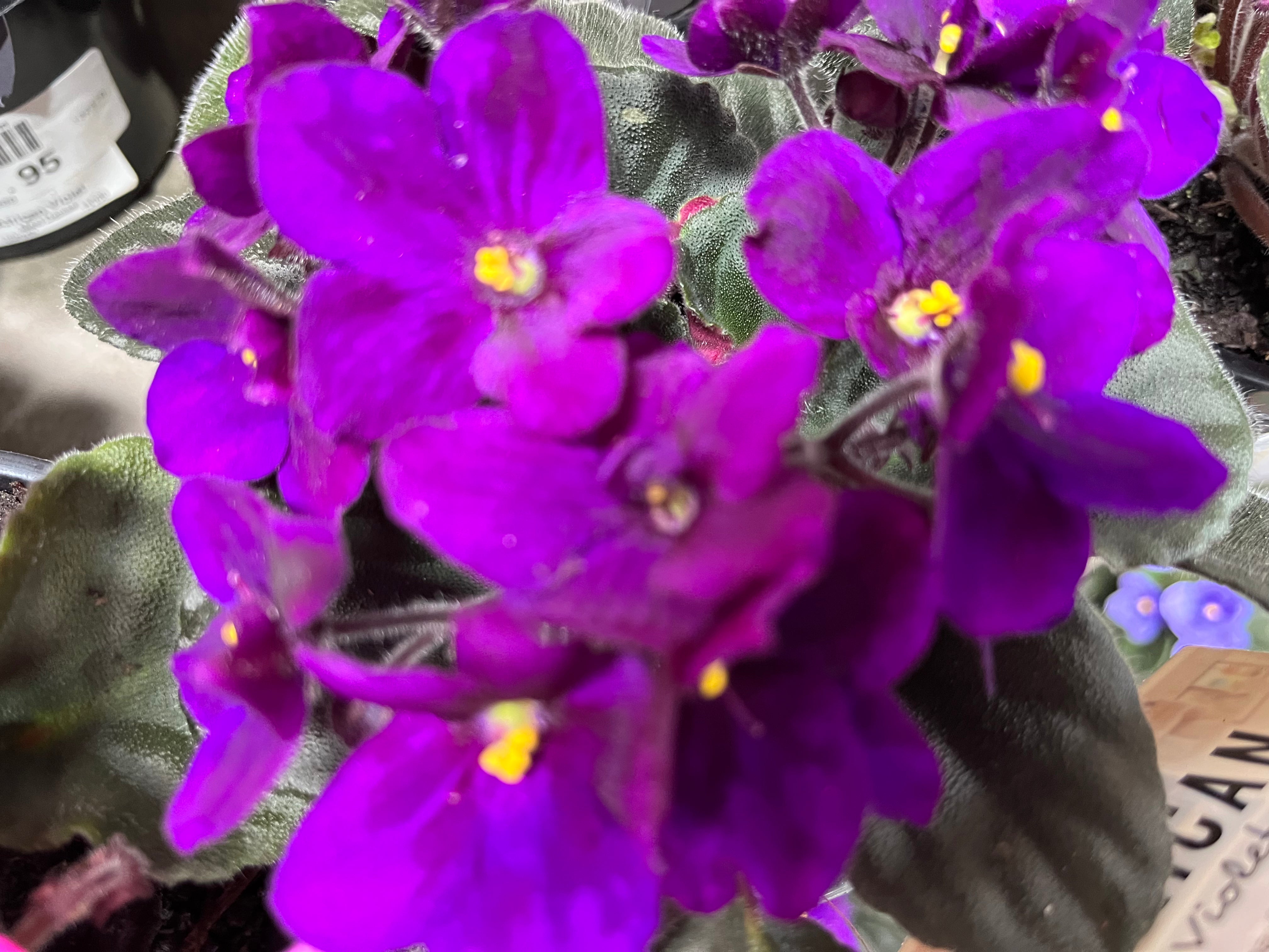 AFRICAN VIOLET 105MM