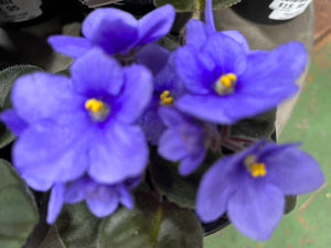 AFRICAN VIOLET 105MM