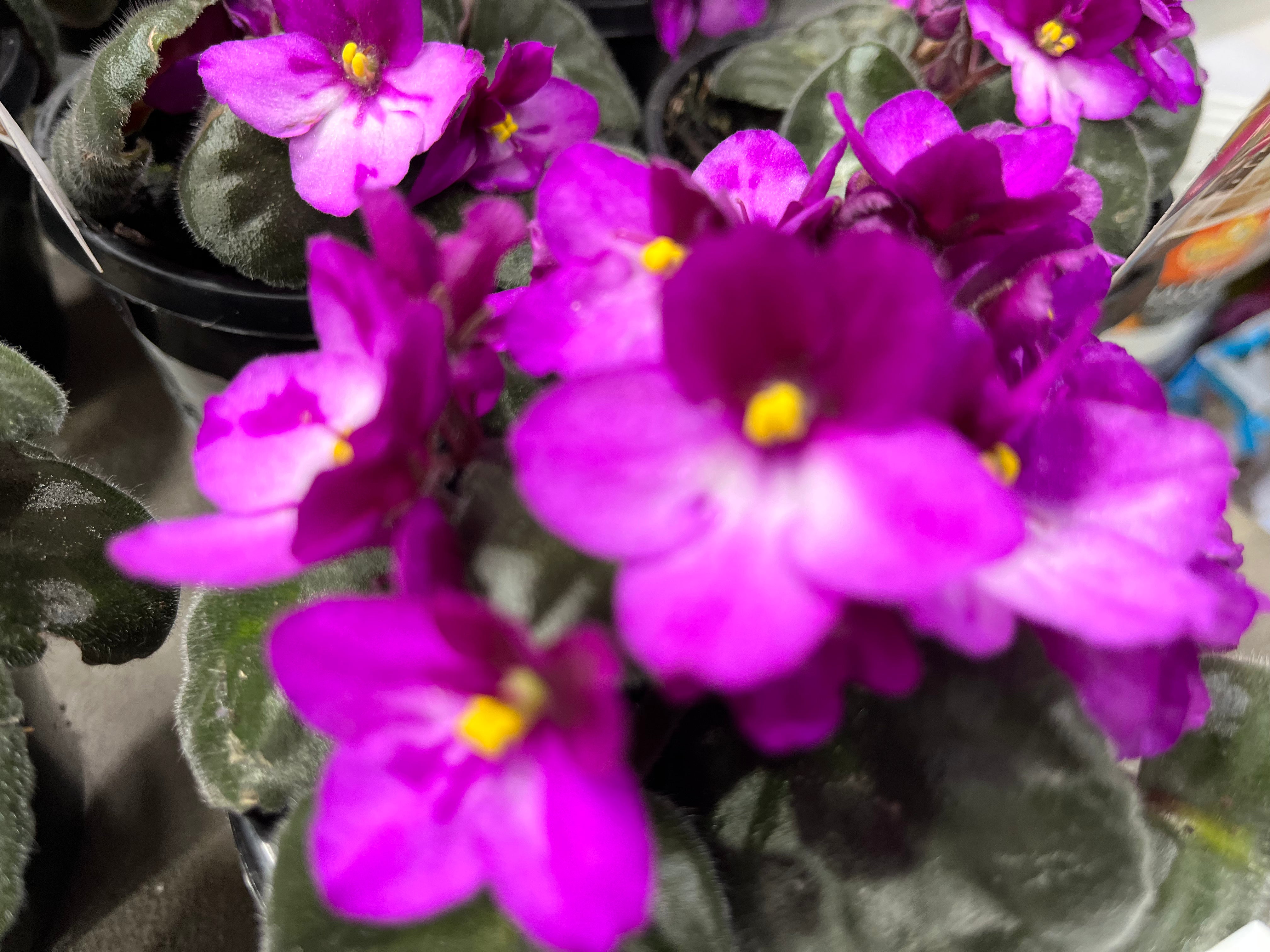 AFRICAN VIOLET 105MM