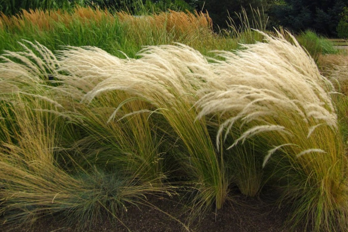 STIPA ICHU 140MM