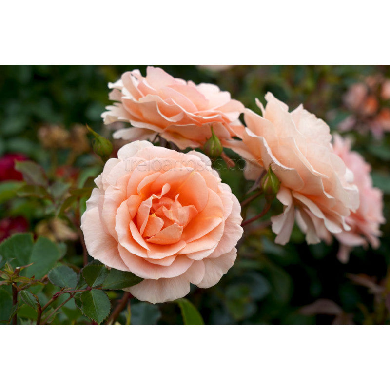 Roses