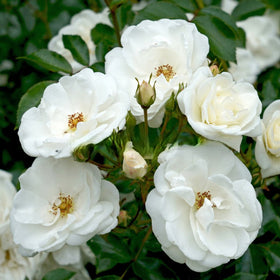 Close-up of white flowers with green leaves