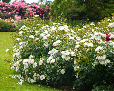 White flowering bush in a garden with pink flowers in the background