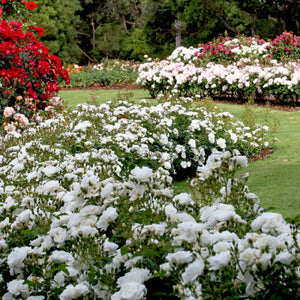 Garden with white, pink, and red flowers in a well-maintained garden setting.