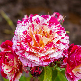 Close-up of a pink and red striped rose with a blurred natural background