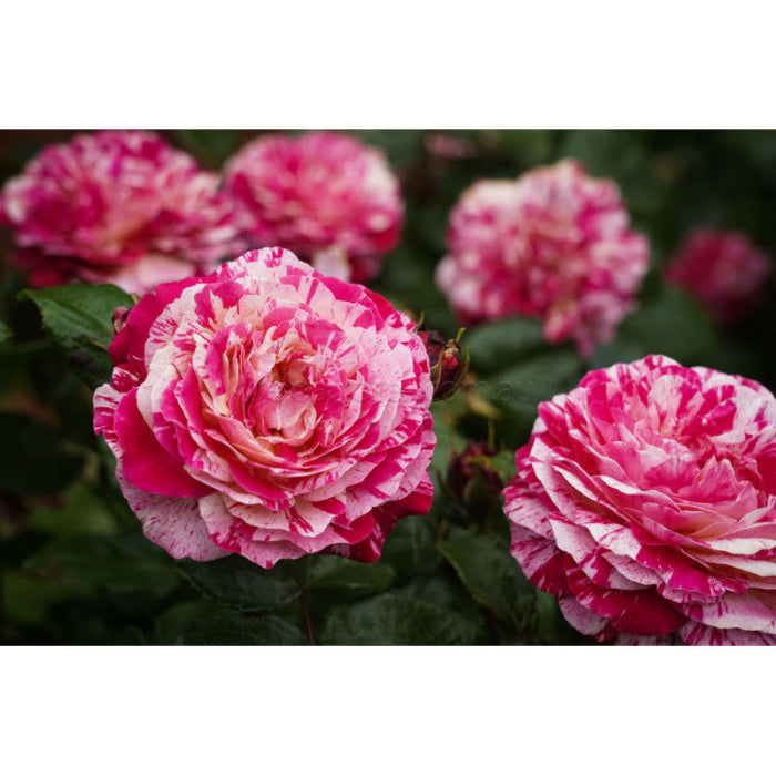 Close-up of pink and white striped roses with a blurred background