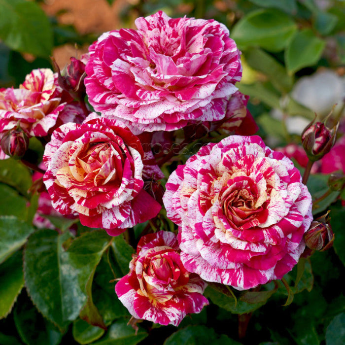 Close-up of pink and white striped roses with green leaves.