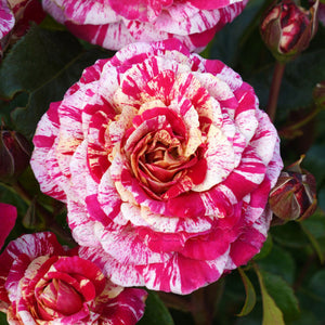 Close-up of a pink and white striped rose with green leaves.