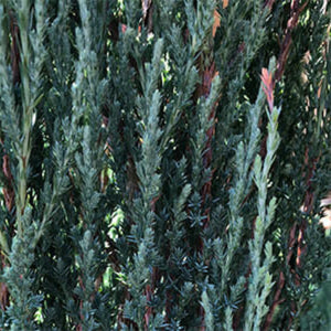 Close-up of a coniferous tree with green and red needles.