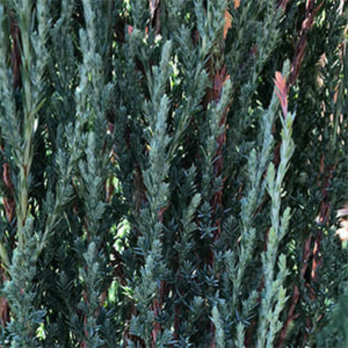 Close-up of a coniferous tree with green and red needles.