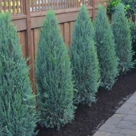 Row of coniferous trees in a garden with a wooden fence and paved walkway.