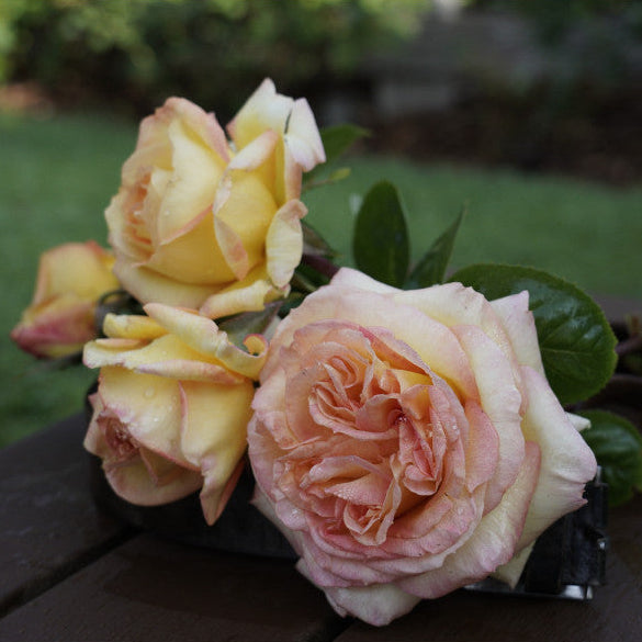 Bouquet of pink and yellow roses on a wooden surface with a blurred garden background