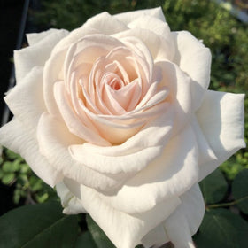 Close-up of a white rose with a blurred green background
