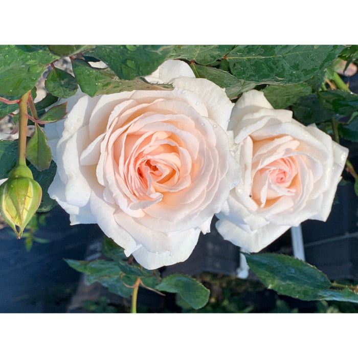 Two pink roses with green leaves on a blurred background