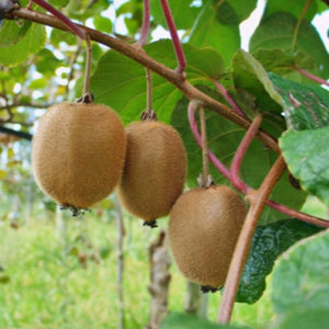 PRE ORDER - KIWI FRUIT BRUNO - Bare Rooted