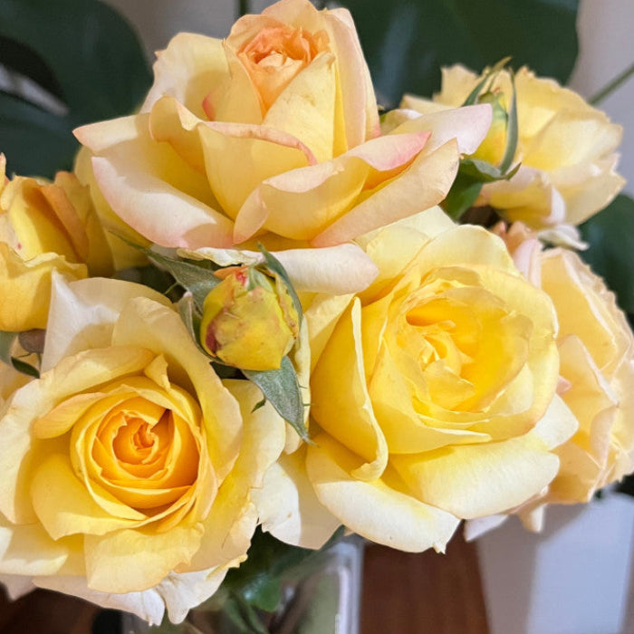 Bouquet of yellow and peach roses with green leaves.
