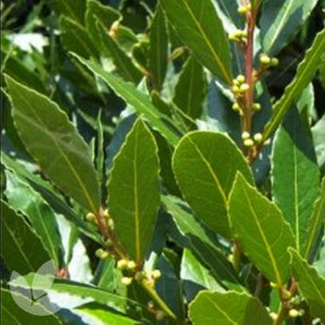 Close-up of green leaves and small yellow fruits on a branch
