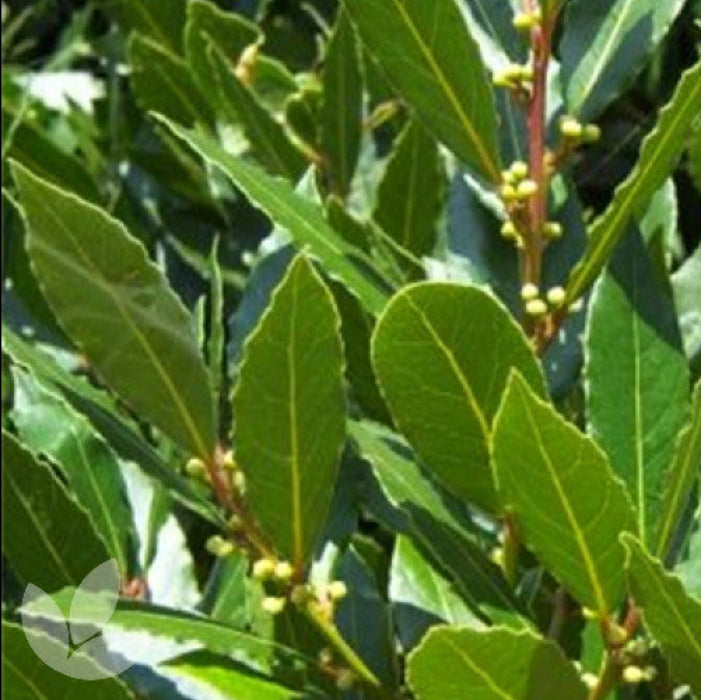 Close-up of green leaves and small yellow fruits on a branch
