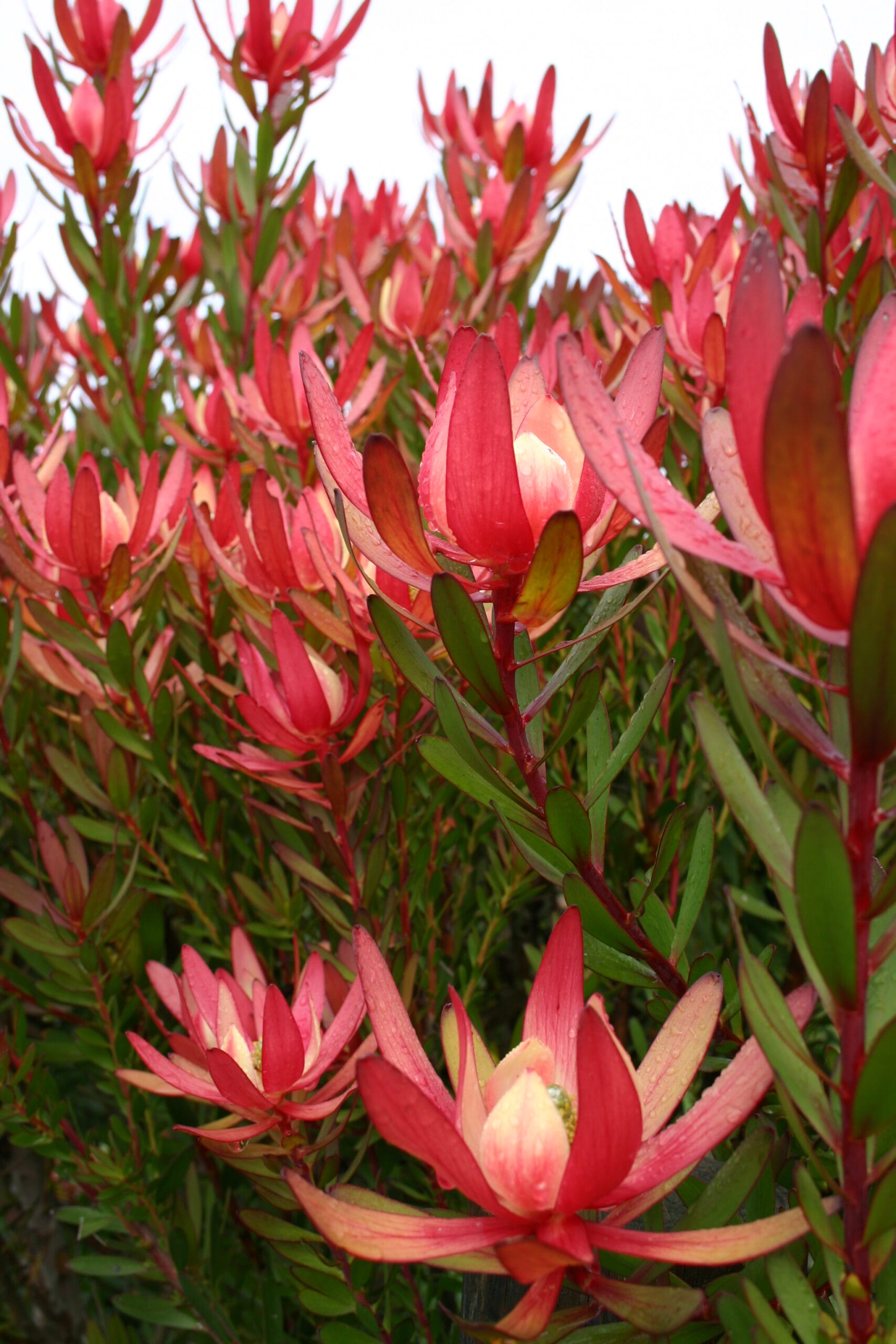 Close-up of vibrant pink flowers with green leaves
