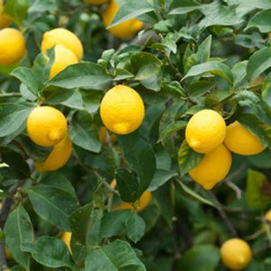 Yellow lemons on a lemon tree with green leaves