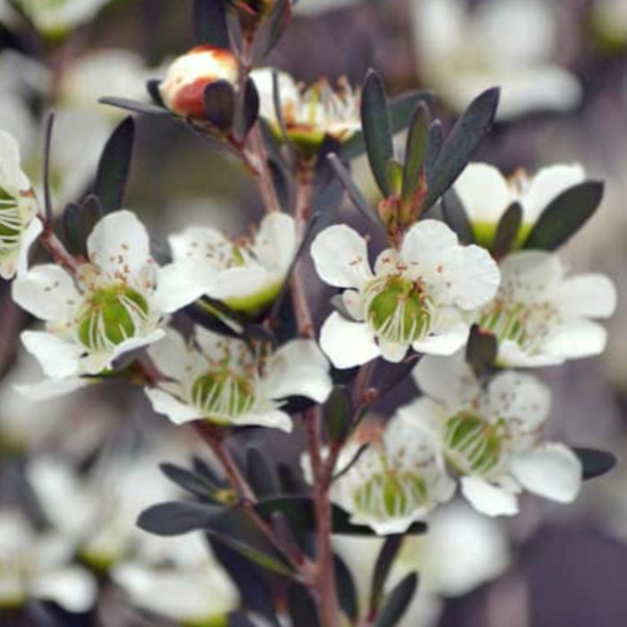 Close-up of white flowers with green centers on a blurred background