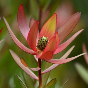 Close-up of a red flower with a blurred green background