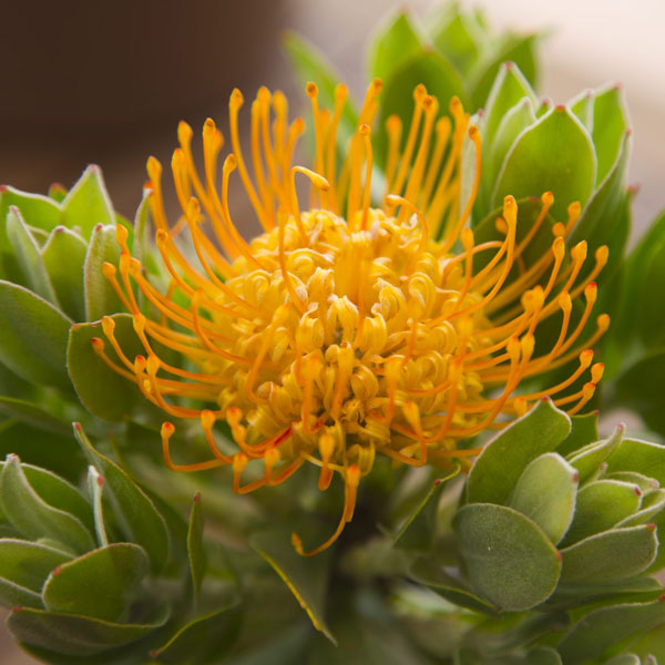 LEUCOSPERMUM CARNIVAL YELLOW