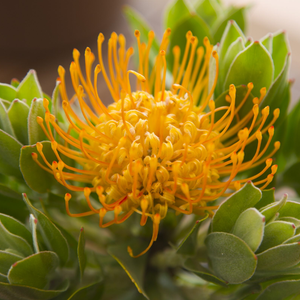 LEUCOSPERMUM CARNIVAL COPPER