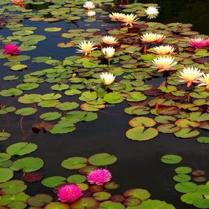 Lily pads and flowers on a pond