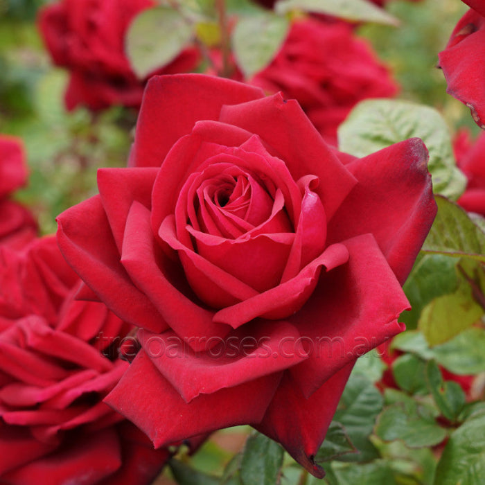 Close-up of a red rose with green leaves in the background