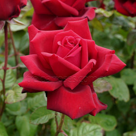 Close-up of a red rose with a blurred green background